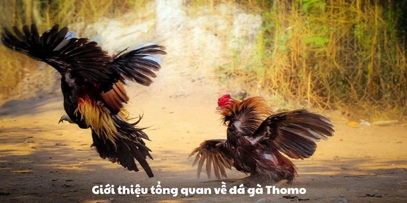 Giới thiệu tổng quan về bộ môn đá gà Thomo