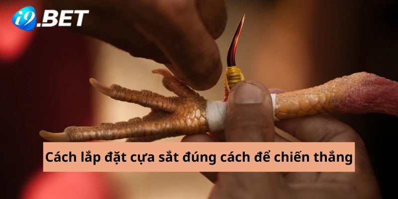 Cách lắp đặt cựa sắt đúng cách để chiến thắng