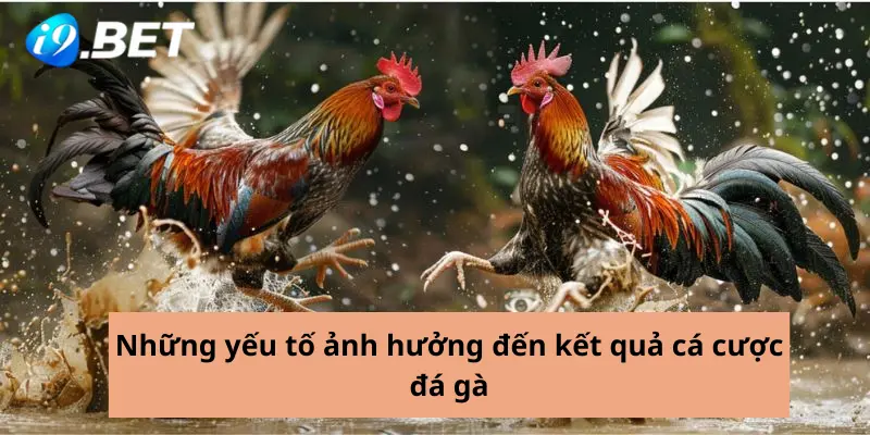 Những yếu tố ảnh hưởng đến kết quả cá cược đá gà