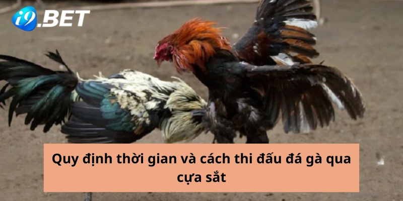 Quy định thời gian và cách thi đấu đá gà qua cựa sắt