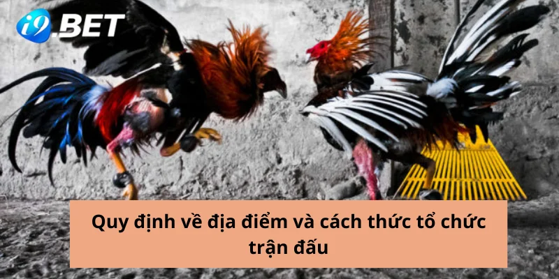 Quy định về địa điểm và cách thức tổ chức trận đấu