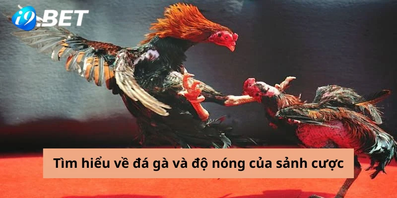 Tìm hiểu về đá gà và độ nóng của sảnh cược